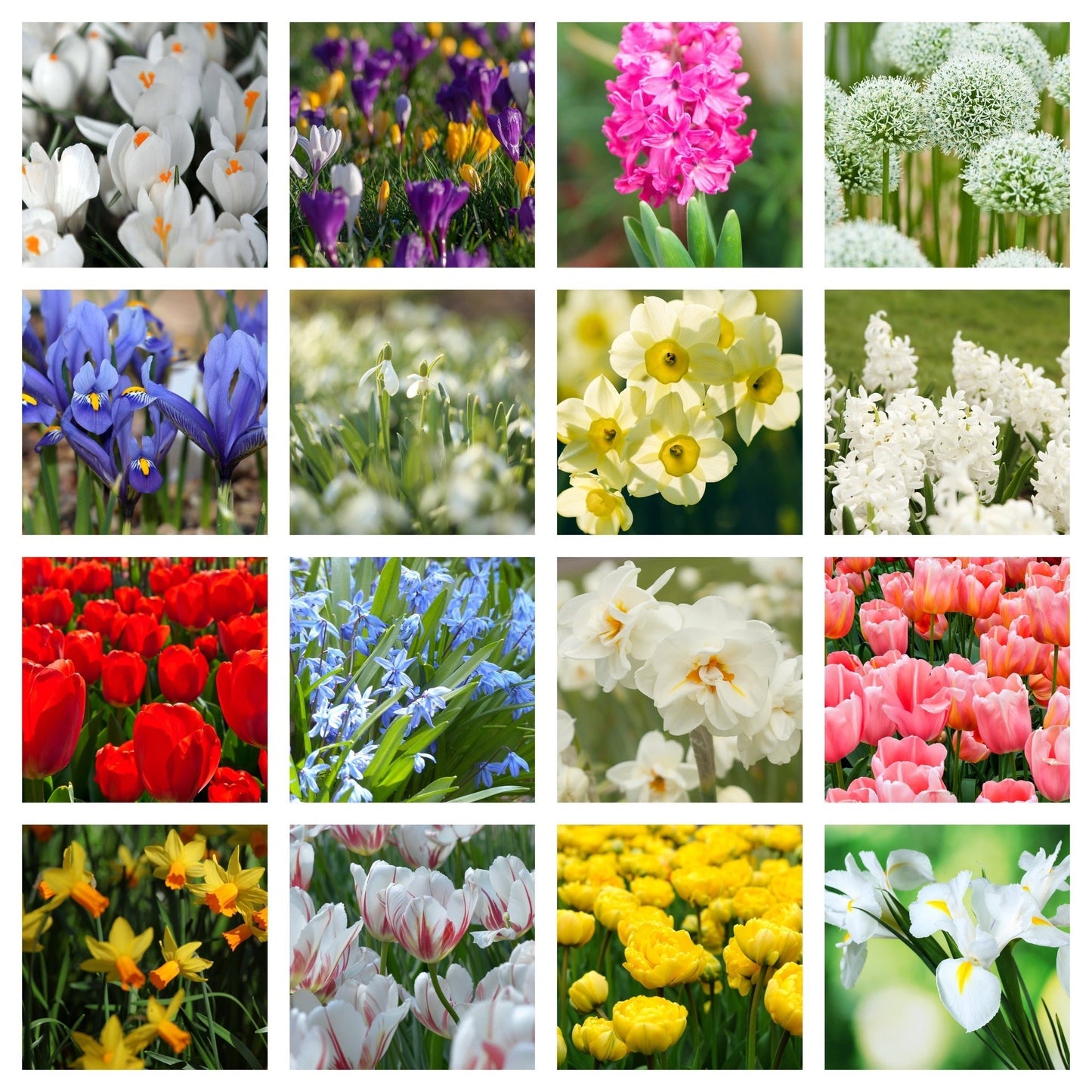 10 x Packets of Spring Flowering Bulbs - Chartley Chucks