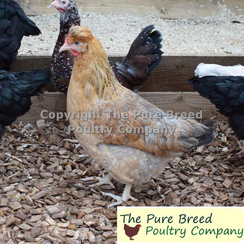 Blue egg laying Chickens Chartley Chucks