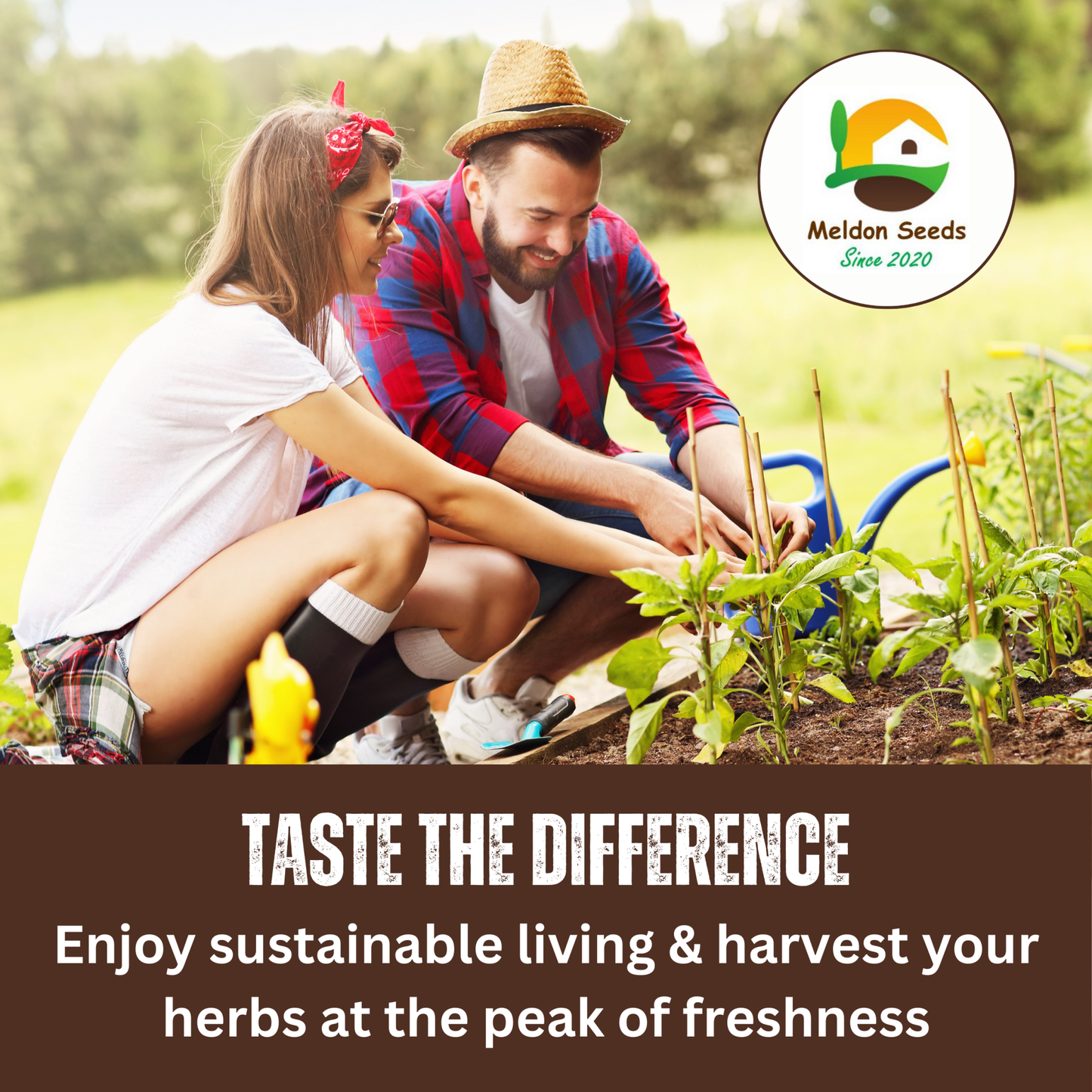 Applemint Seeds - 200 Fresh Herb Seeds - Chartley Chucks