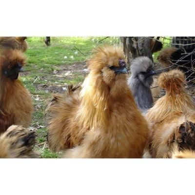 Bantam Silkies at POL - Gold (scatty) - Chartley Chucks