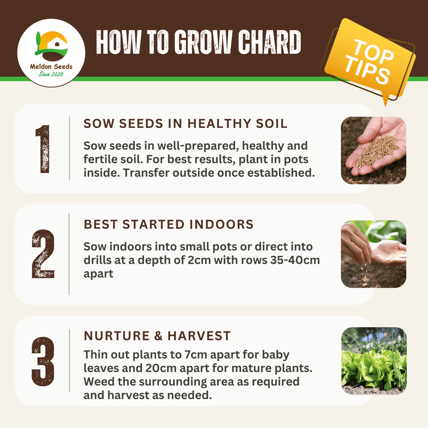 Beet Leaf Rainbow Chard Beet Leaf 140 Seeds - Chartley Chucks