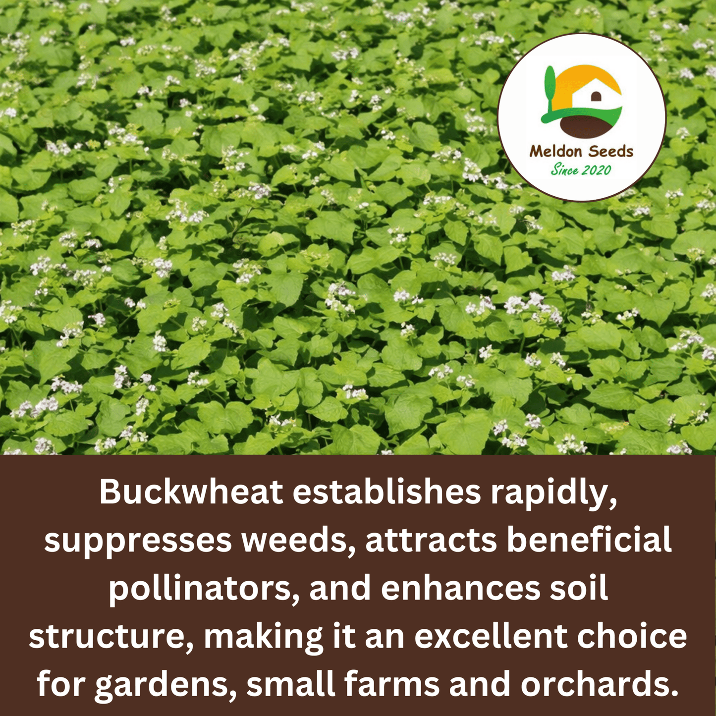 Buckwheat Green Manure Seeds - 1kg - Chartley Chucks