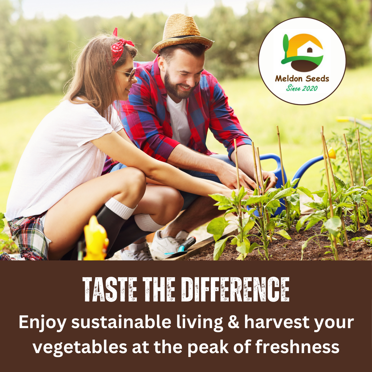 Celery Seeds Red Giant 200 Fresh Celery Seeds for Planting and Growing UK - Chartley Chucks