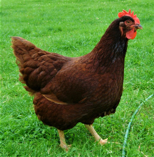 Columbian Blacktail Chickens - Chartley Chucks