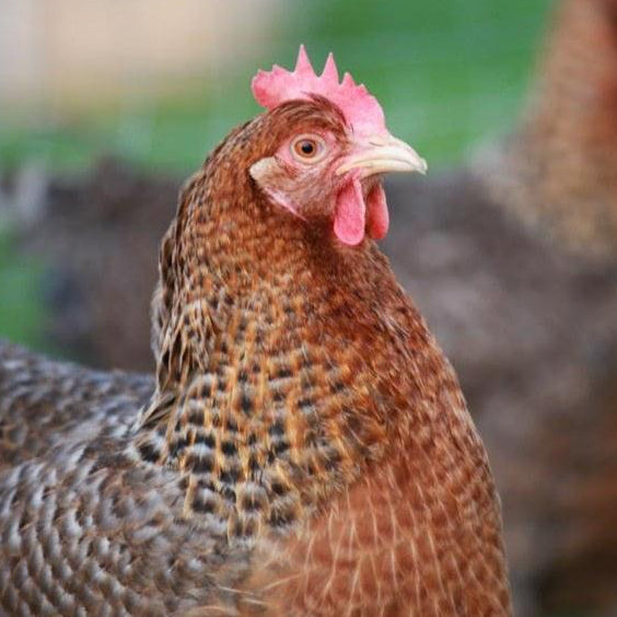 Blue egg laying Chickens Chartley Chucks