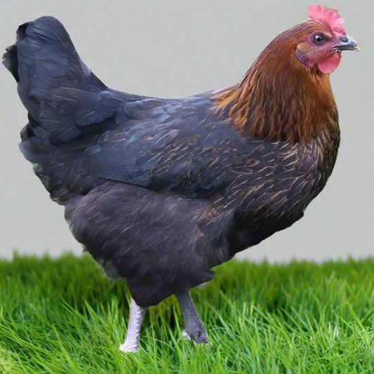 Dark egg layers (copper marans hybrids) - Chartley Chucks