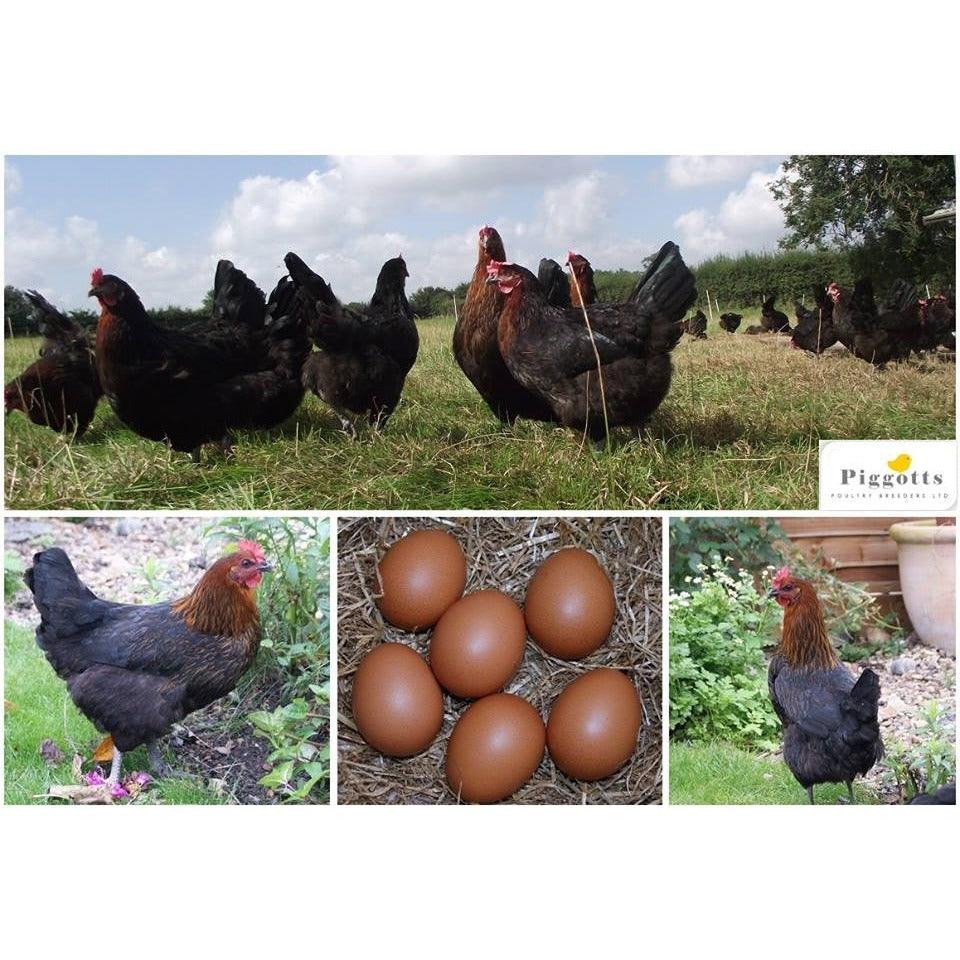 Dark egg layers (copper marans hybrids) - Chartley Chucks