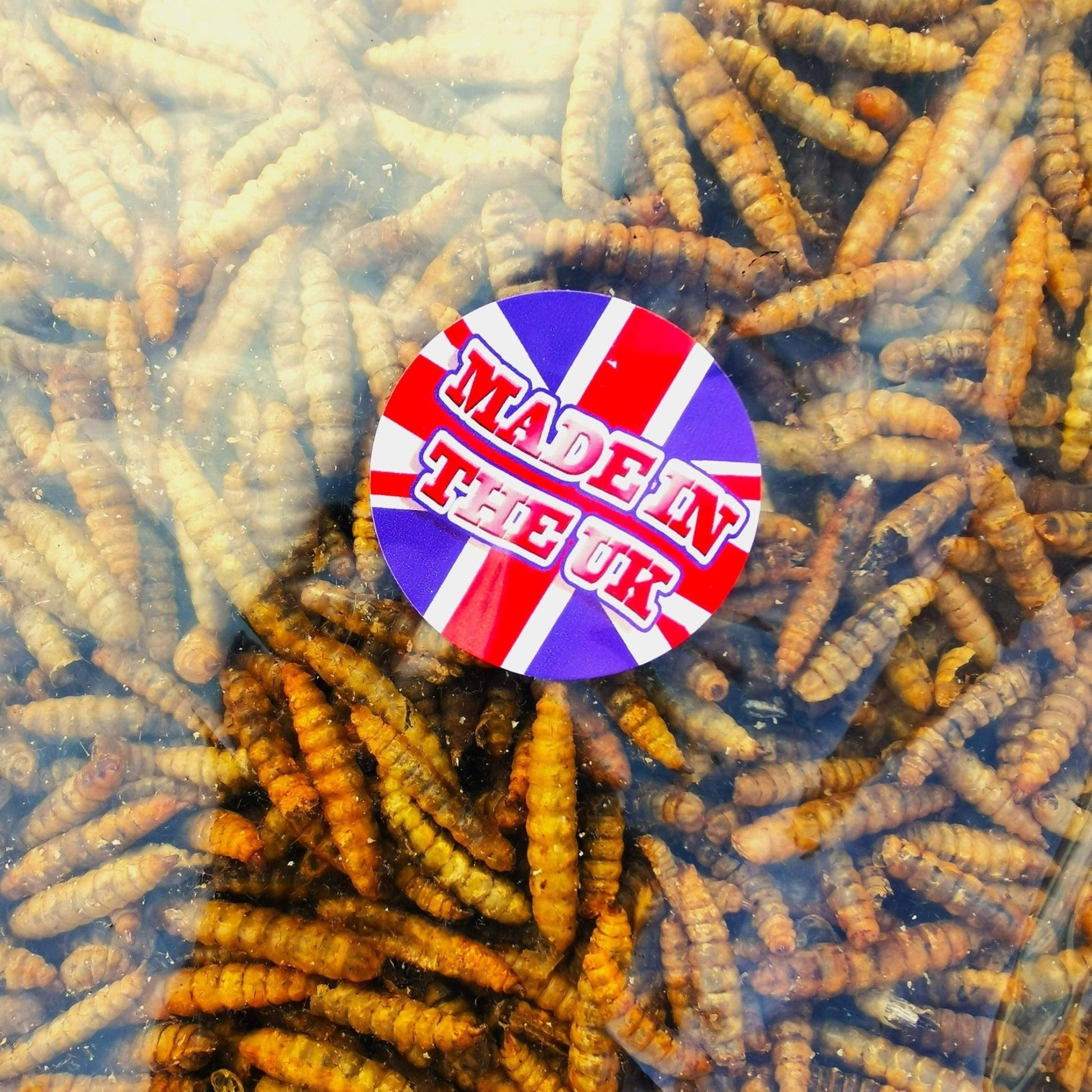 Dried Calciworms - UK grown - better than mealworms - PROTEIN Boost - Chartley Chucks