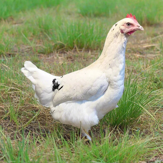 Emerald Blue egg laying Chickens - Chartley Chucks