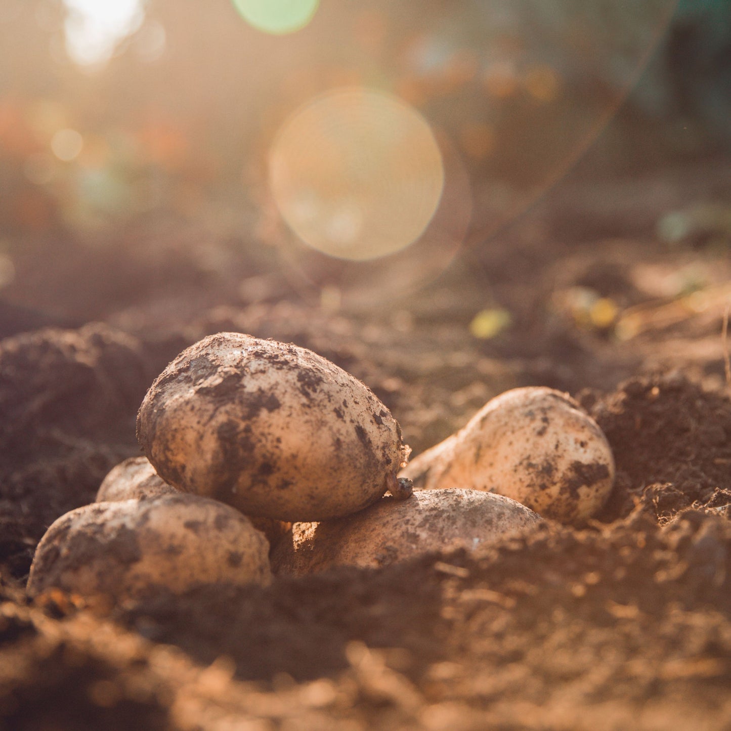 Foremost Seed Potatoes 2KG - Chartley Chucks