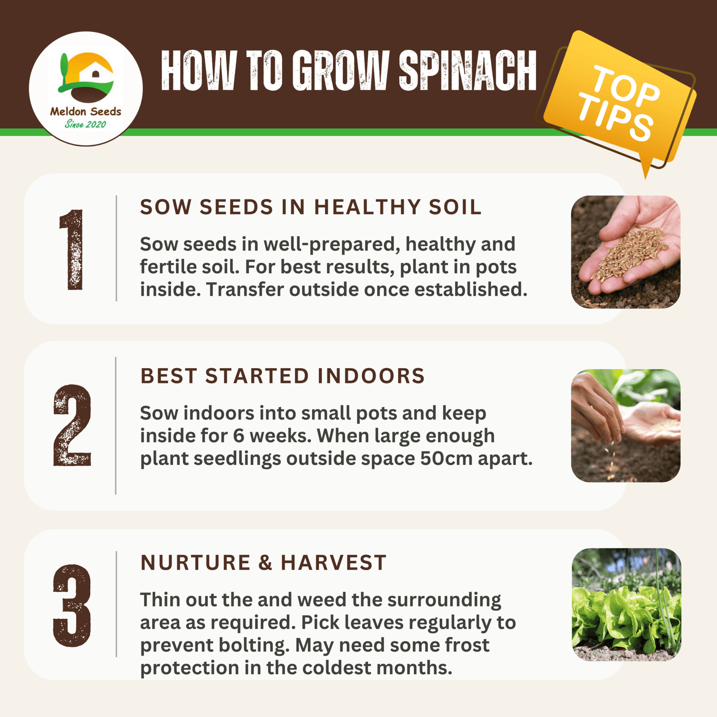 Giant Winter Spinach 150 Seeds - Chartley Chucks