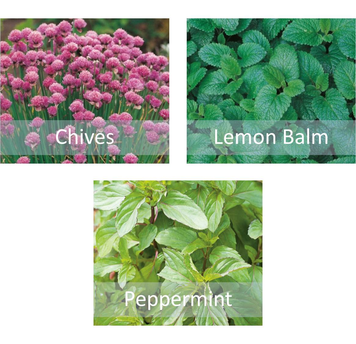 Herb Seeds Collection - Chives Peppermint & Lemon Balm - Perfect for Pots - Chartley Chucks