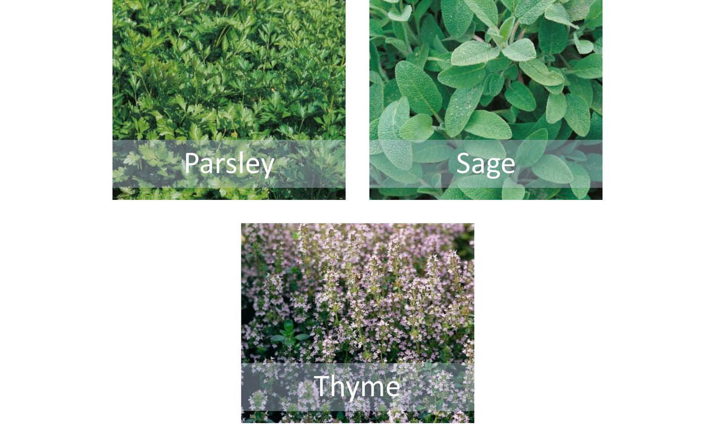 Herb Seeds Set Parsley Thyme & Sage - Indoor Kitchen Garden Grow Your Own - Chartley Chucks