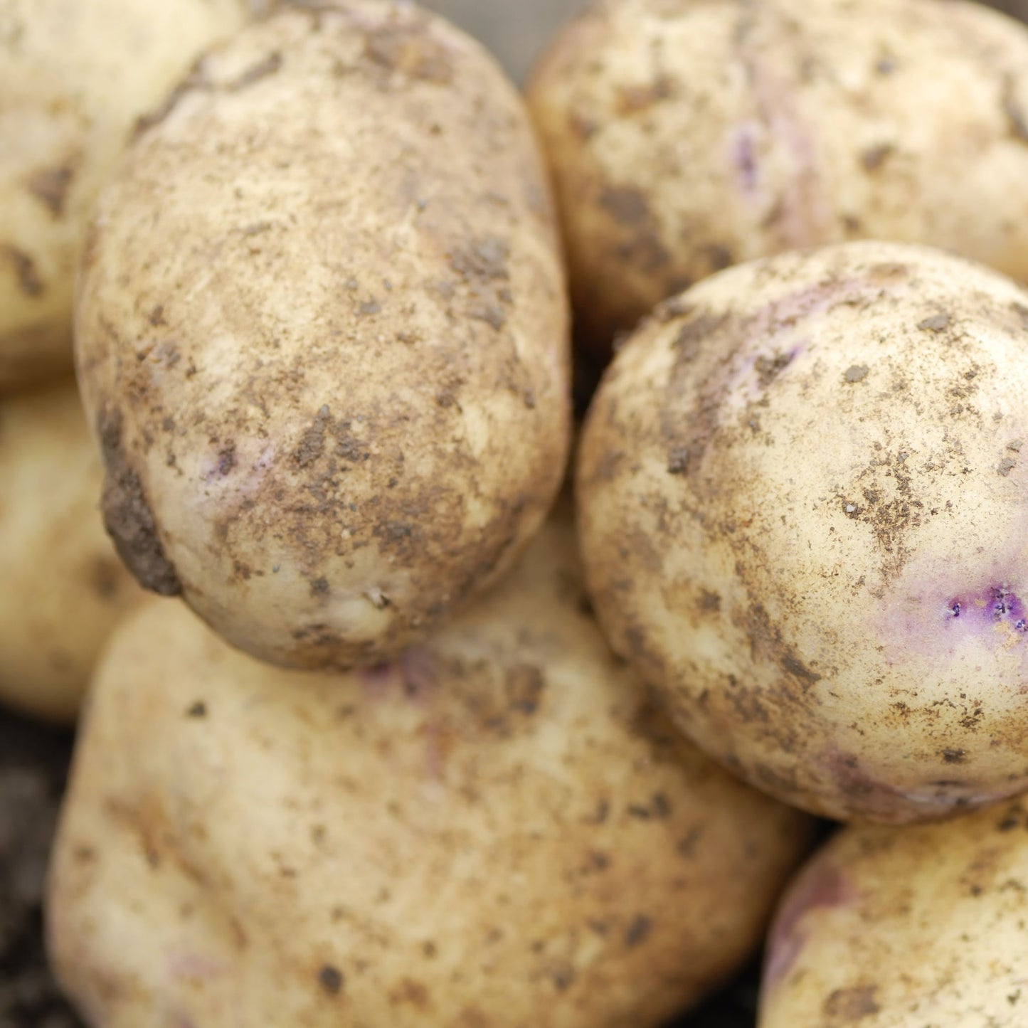 Kestrel Seed Potatoes 2KG - Chartley Chucks