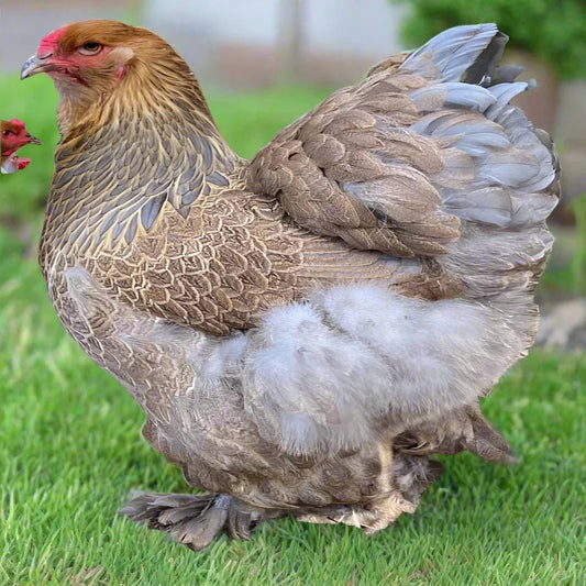 Large Brahma - Blue Partridge (gentle giants) - Chartley Chucks