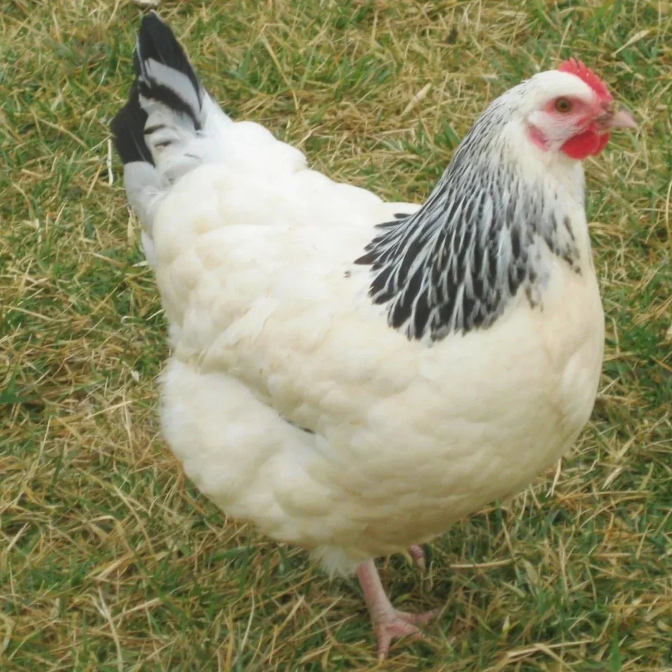 Light Sussex Hybrid Chickens (calm) - Chartley Chucks