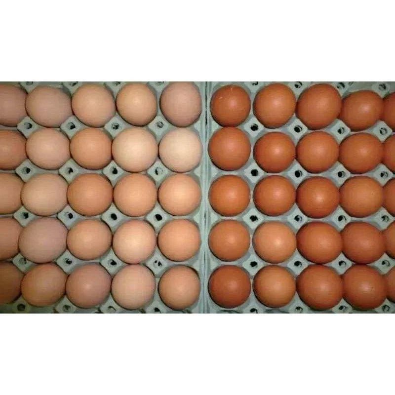 Lohman brown Chickens (Calm) - Chartley Chucks