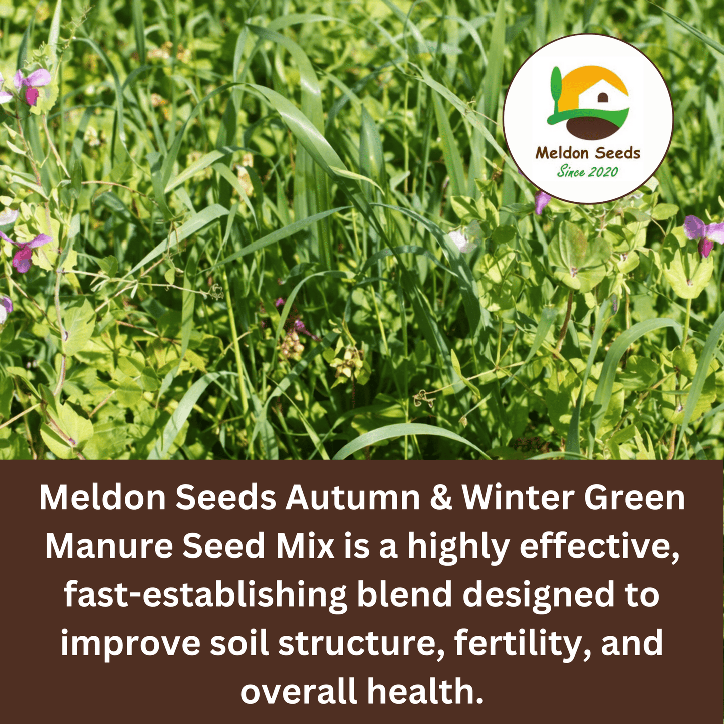 Meldon Seeds – Autumn and Winter Green Manure Mix - 1kg - Chartley Chucks