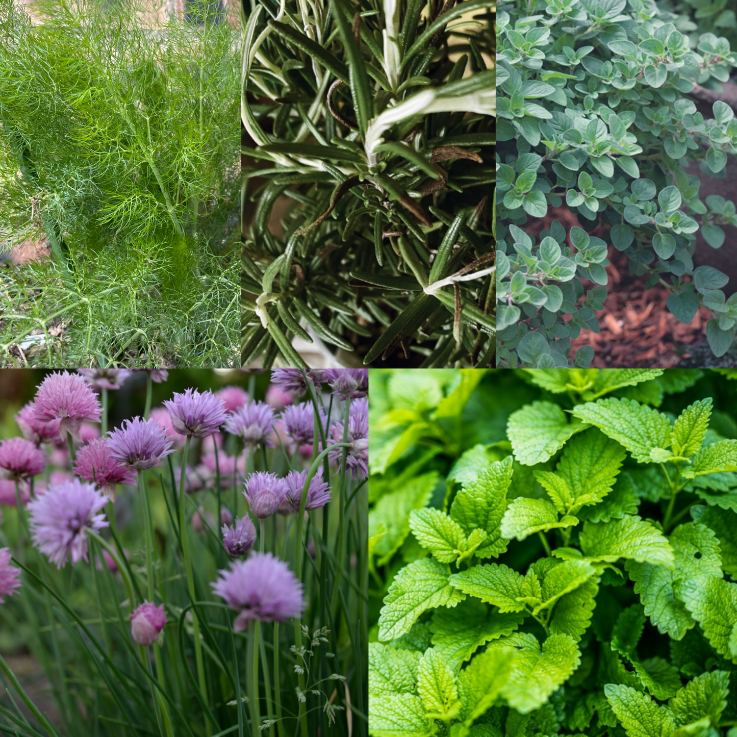 Perennial Herb Seed Starter Bundle 5 Easy to Grow Herbs - Chartley Chucks