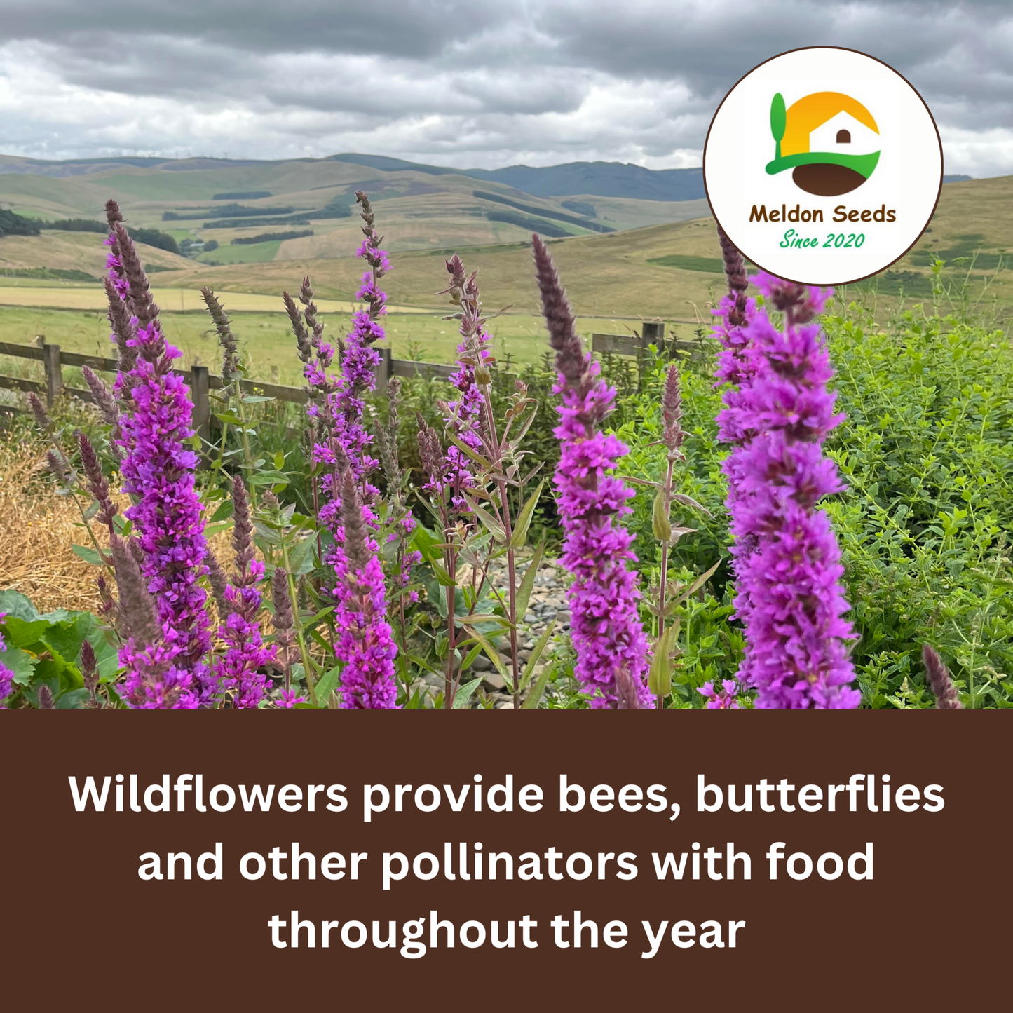 Purple Loosestrife Seeds - 1000 Native UK Wild Flower Seeds for Attracting Birds, Bees, Wildlife, Pollinators, Suitable for Planting and Growing Outdoors in Meadows, Fields, Gardens and Borders - Packed in The UK by Meldon Seeds - Chartley Chucks