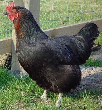 Rhode Rock Chickens at Point of lay - Chartley Chucks