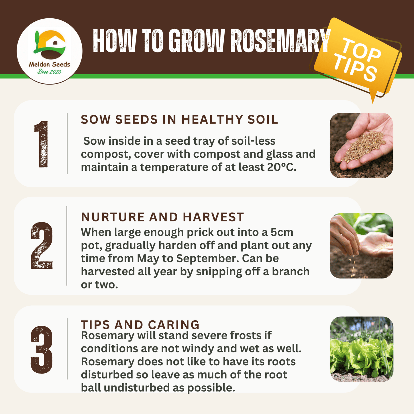 Rosemary 50 Seeds - Chartley Chucks