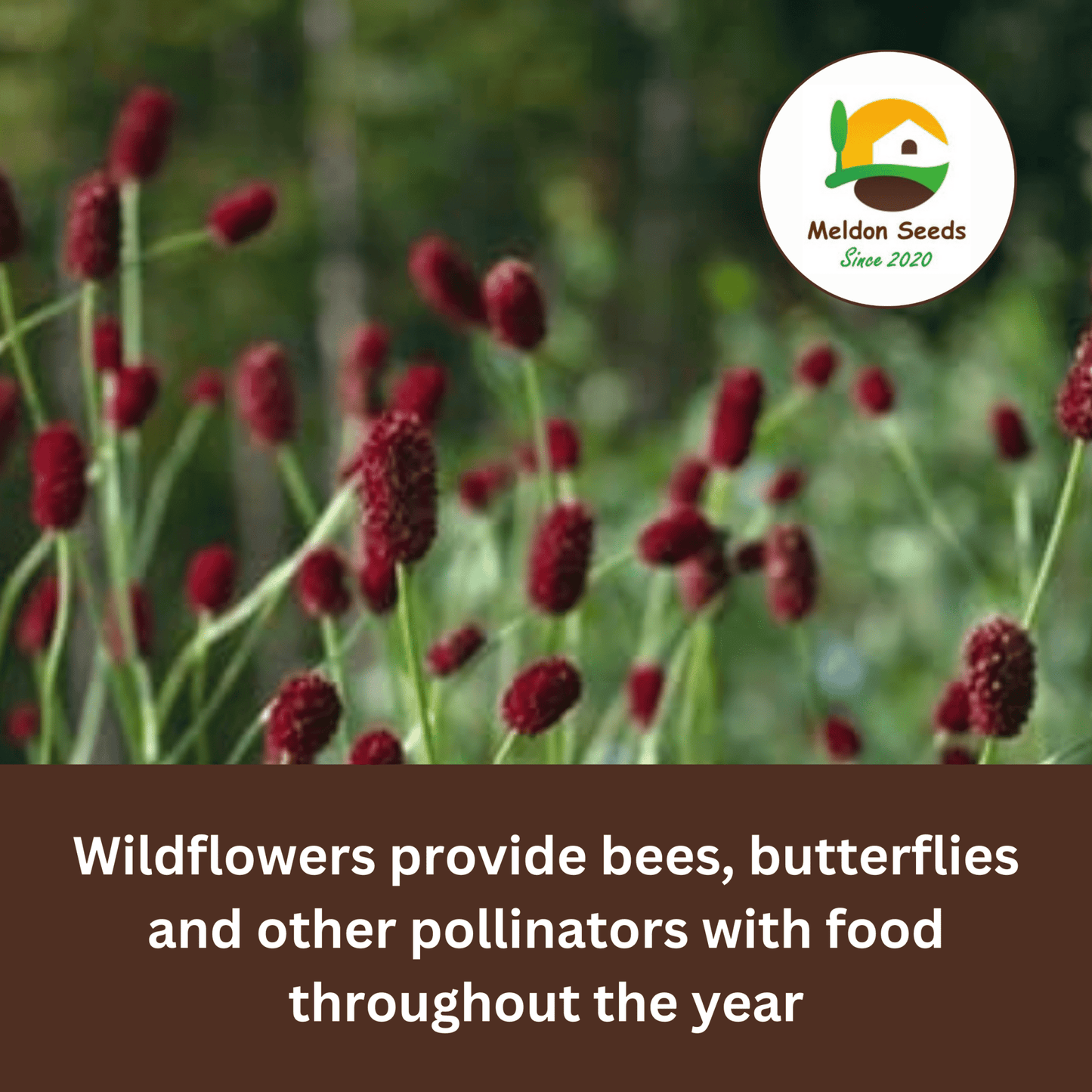 Salad Burnet Seeds - 130 Native UK Wild Flower Seeds for Attracting Birds, Bees, Wildlife, Pollinators, Suitable for Planting and Growing Outdoors in Meadows, Fields and Gardens by Meldon Seeds - Chartley Chucks