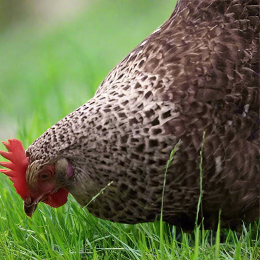 Speckeldy Chickens (Marans Coucou) - Chartley Chucks