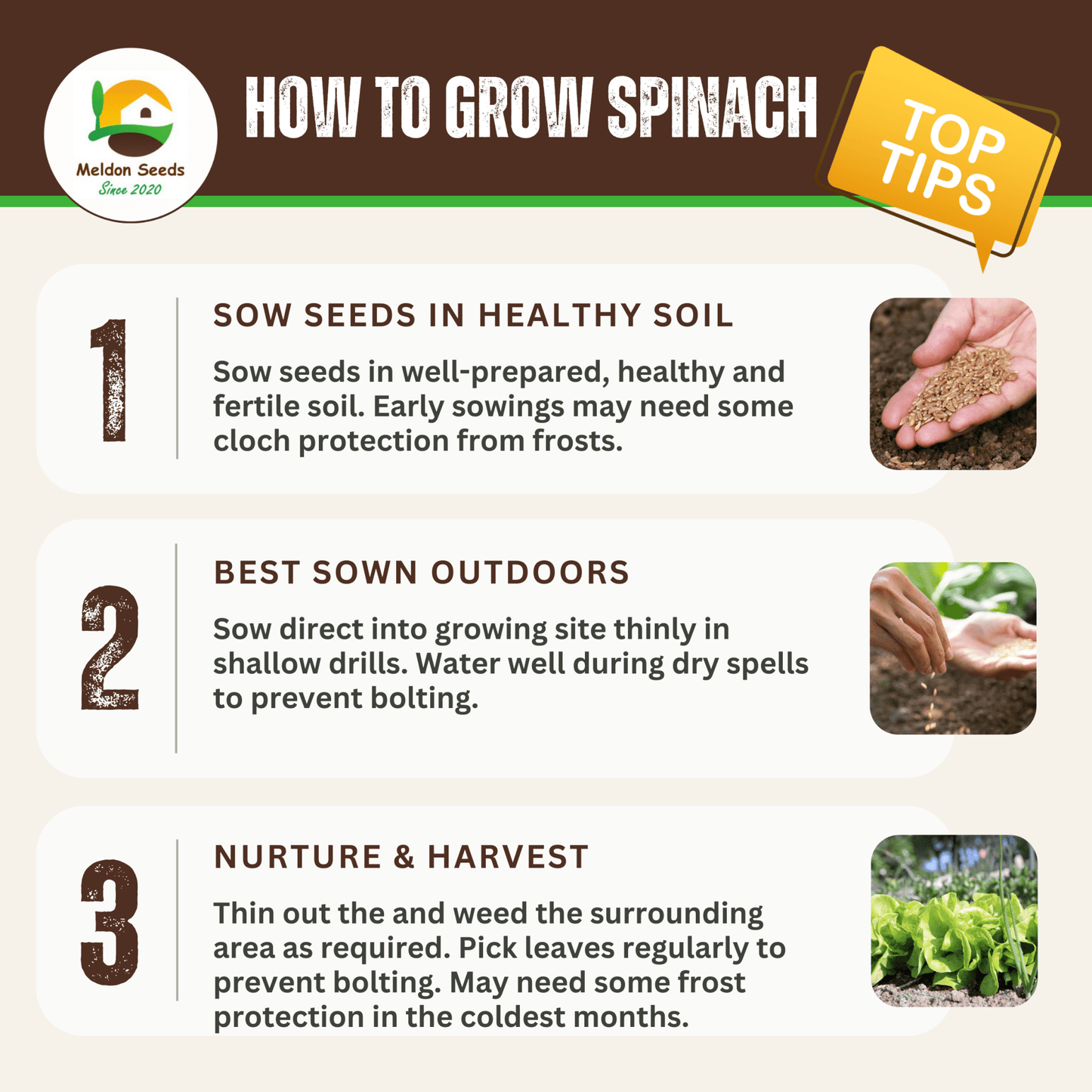 Spinach Medania 150 Seeds - Chartley Chucks