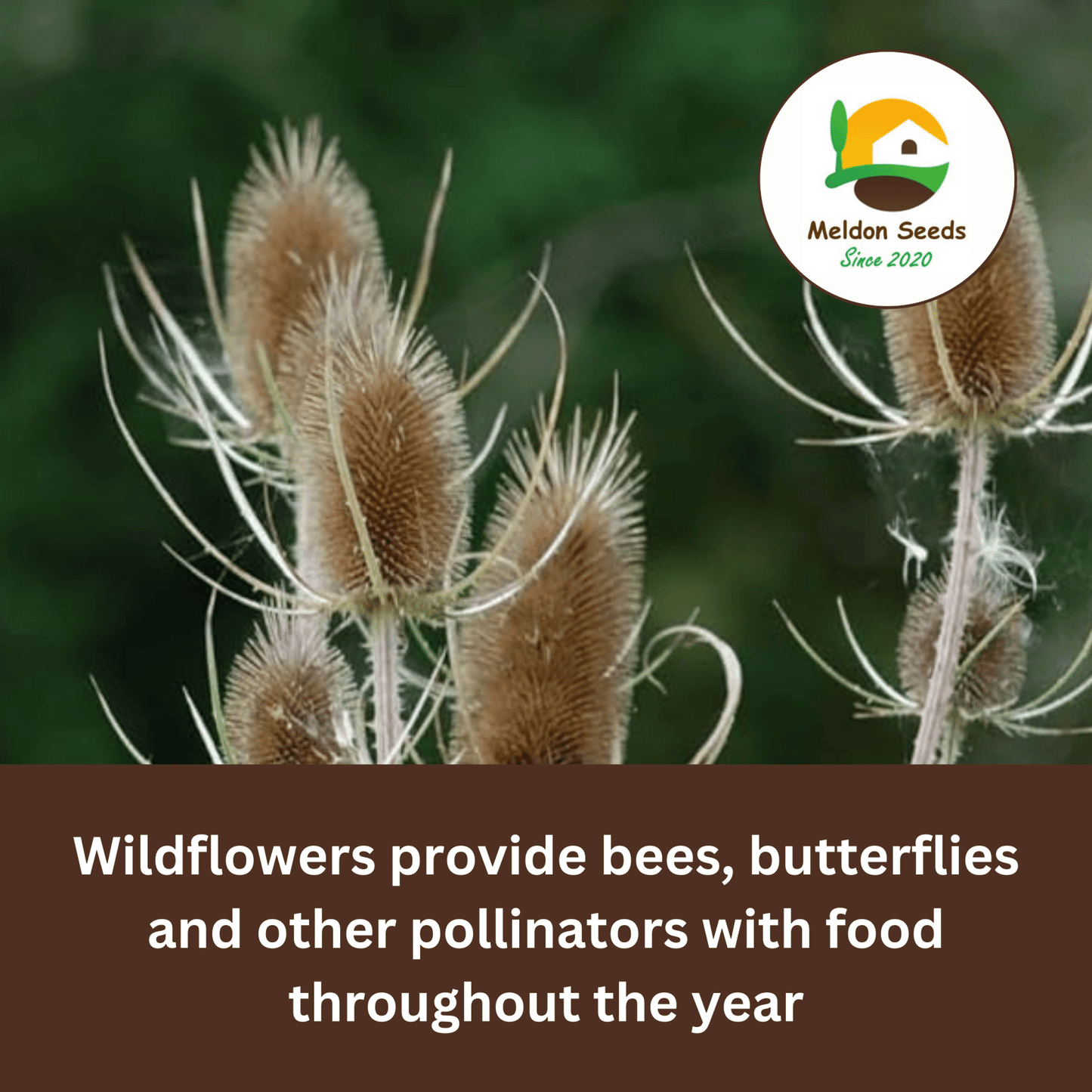 Teasel Seeds - 80 Native UK Wild Flower Seeds for Attracting Birds, Bees, Wildlife, Pollinators, Suitable for Planting and Growing Outdoors in Meadows, Fields, Gardens and Borders by Meldon Seeds - Chartley Chucks