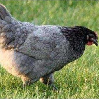 Bluebell (Blue Marans) chickens - Chartley Chucks