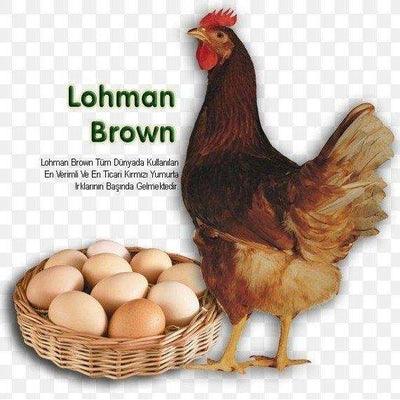 Lohman brown Chickens (Calm) - Chartley Chucks