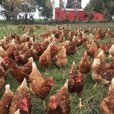 Lohman brown Chickens (Calm) - Chartley Chucks