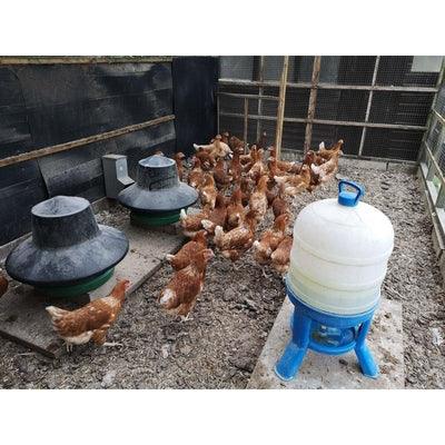 Lohman brown Chickens (Calm) - Chartley Chucks