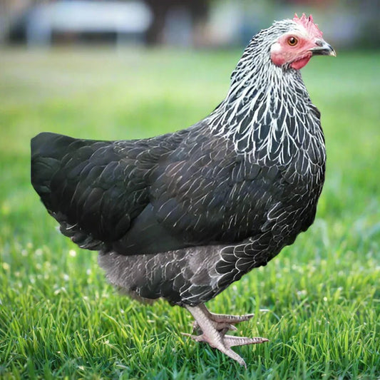 Silver Sussex hybrid - Chartley Chucks