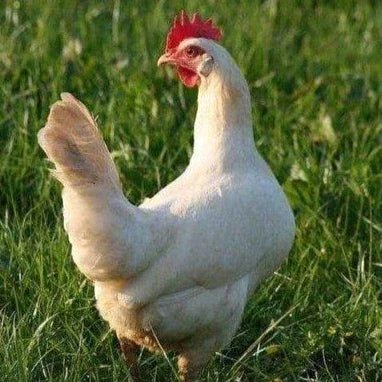 White Star Chickens - Chartley Chucks