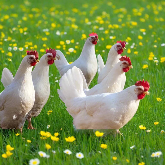 White Star Chickens - Chartley Chucks