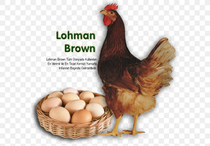 Lohman Browns now available at Point of Lay