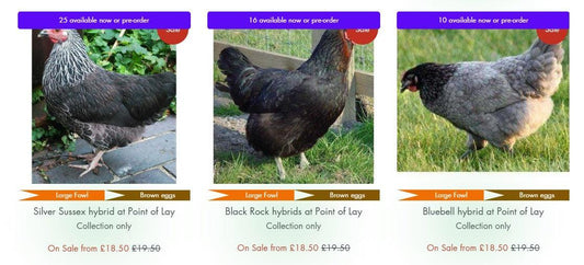 Aprils batch of Hybrids in stock now - Chartley Chucks
