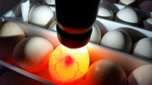 Hatching Eggs: A Practical Guide for Beginners - Chartley Chucks