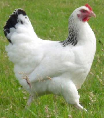 Not many of the coloured hybrids left from the March Batch - next batch end of April - Chartley Chucks