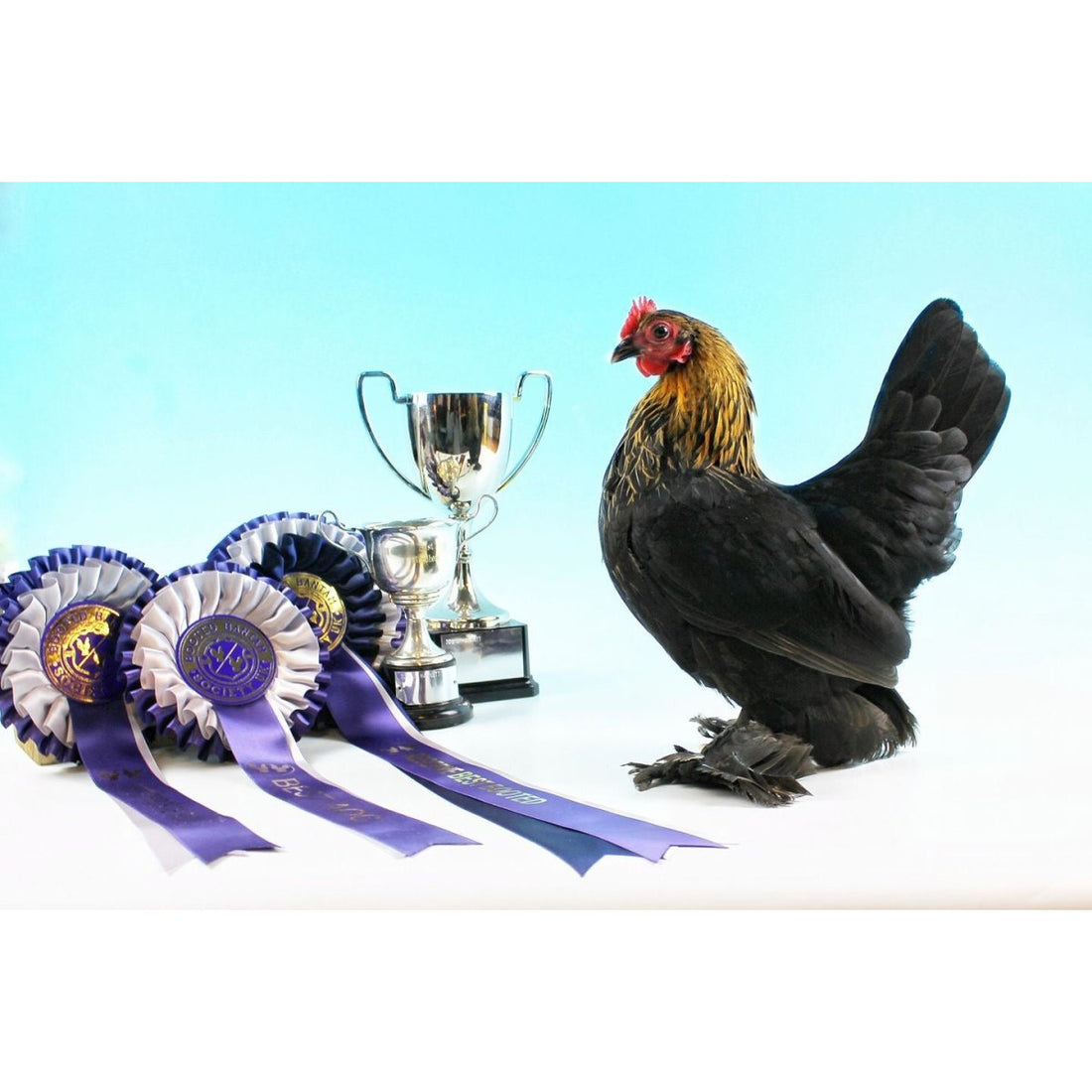 Pure Bred Chickens or Hybrids: Which to Choose?