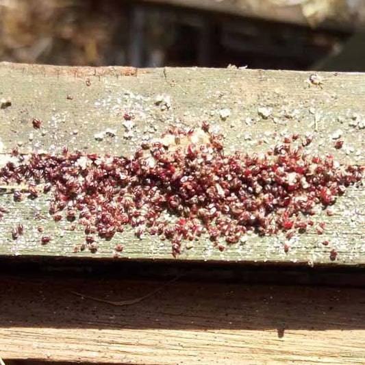July 2026 extra discount on red mite products