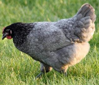 🐔 Chickens for sale - Large breeds - Chartley Chucks