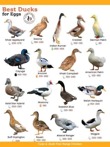 Ducks and waterfowl
