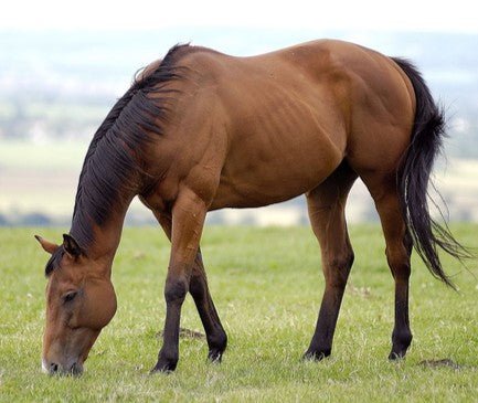 Equine health - Chartley Chucks