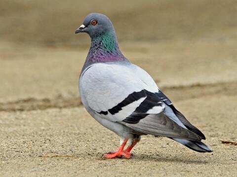Pigeon supplies - Chartley Chucks