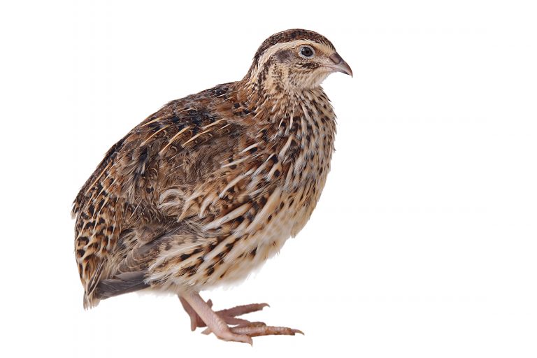 Quail
