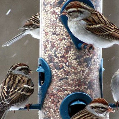 Wild Bird Feeds - Chartley Chucks