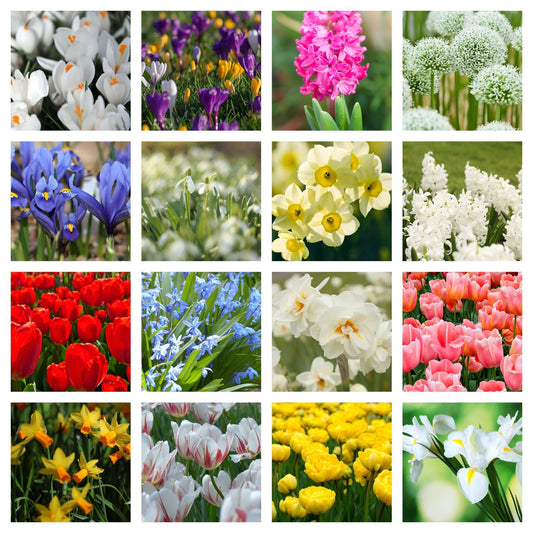 10 x Packets of Spring Flowering Bulbs - Chartley Chucks